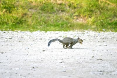 Side view of squirrel running on field