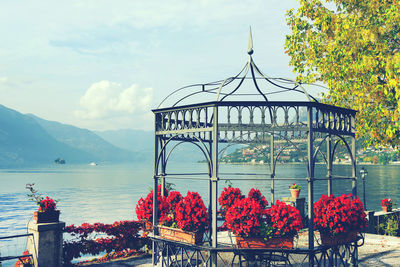 Red flowering plants by railing against sky