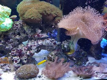 Close-up of fish swimming in sea