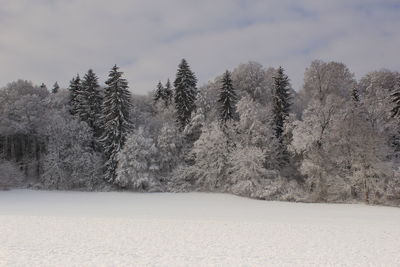 Trees on snow covered field against sky