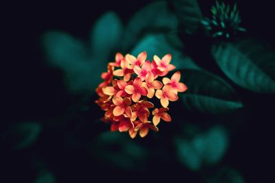 Close-up of red flowering plant