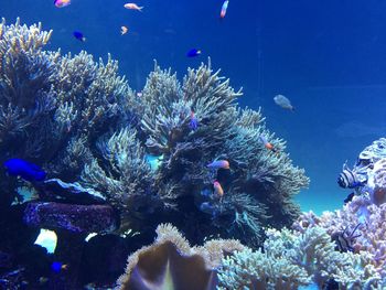 View of fish swimming in sea