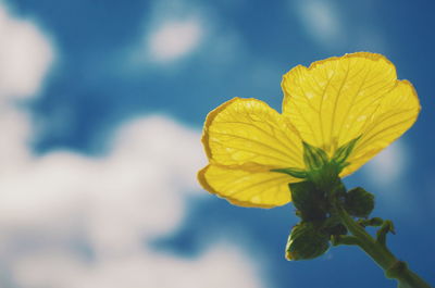 Close-up of yellow flower blooming outdoors