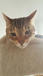 Close-up portrait of cat