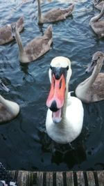 Close-up of swan swimming in lake