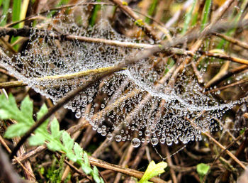 Close-up of frozen plant