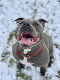 Close-up of a beautiful amstaff dog in snow