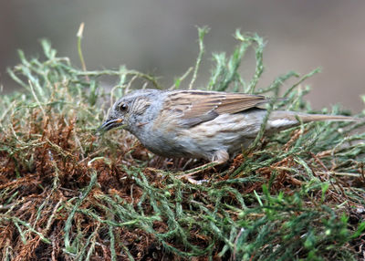 Close-up of bird perching on plant