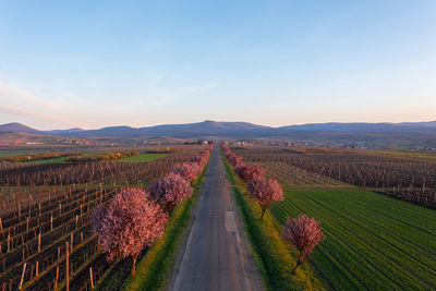 Gyongyostarjan, hungary - aerial view about beautiful blooming plum trees by the road.