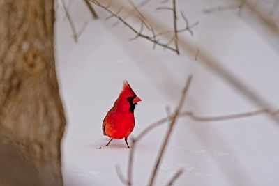 High angle view of a bird