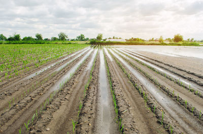 Agricultural land affected by flooding. flooded field. the consequences of rain. agriculture 