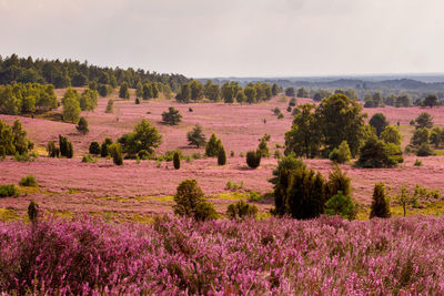 Scenic view of flowering trees on field against sky