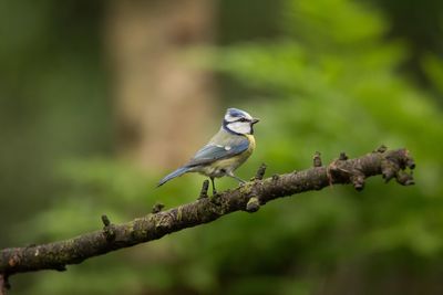 Close-up of bird perching on branch