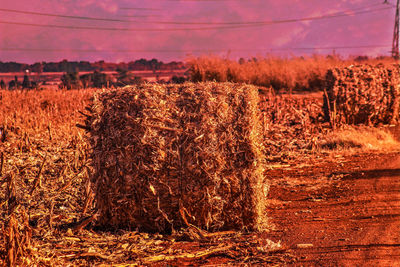 Crops growing on field against sky