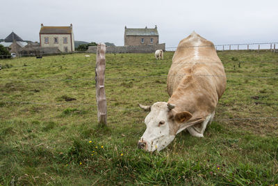 Cow grazing on field against sky