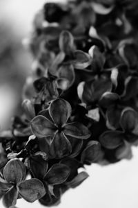 Close-up of flower buds