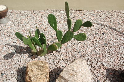 Plants growing in pond