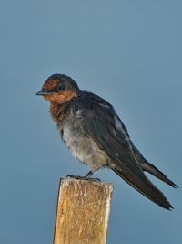 bird
