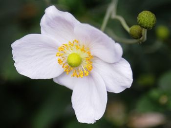 Close-up of white flowering plant