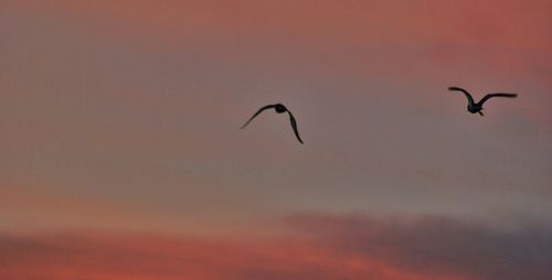 Low angle view of bird flying in sky
