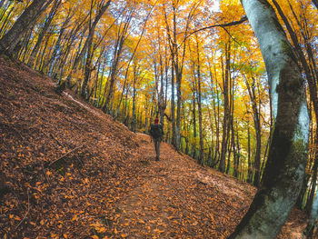 Trees in forest during autumn