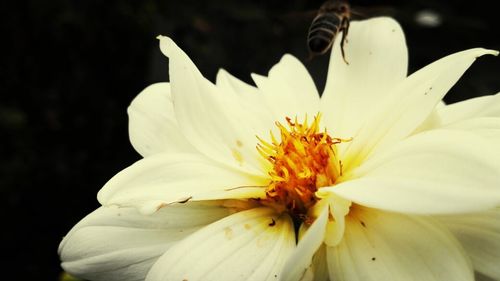 Close-up of white flower