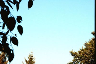 Low angle view of tree against clear sky