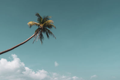 Low angle view of coconut palm tree against blue sky