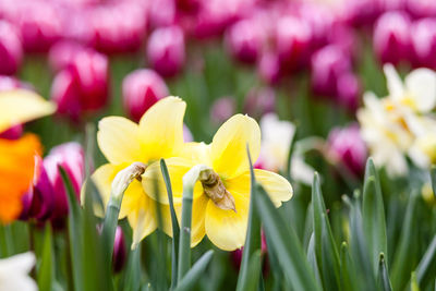 Yellow daffodils and pink tulips blooming on field
