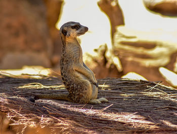 Close-up of lizard