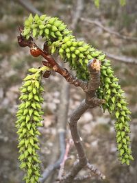 Close-up of berries growing on tree