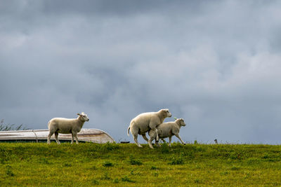 Sheep in a field