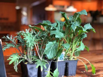 Close-up of potted plant on table