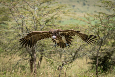 Lappet-faced vulture flying over field