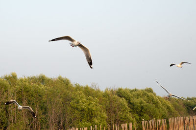 Low angle view of seagulls flying in sky