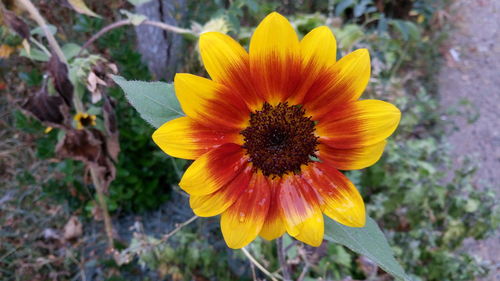 Close-up of yellow flower growing outdoors