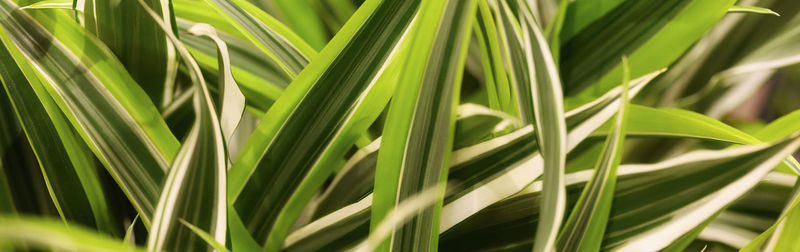 Leaves potted dracaena compact lemon lime warneckii variegate. banner