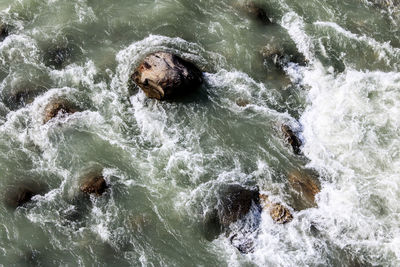 High angle view of turtle in water