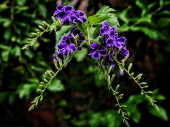 Close-up of purple flowers