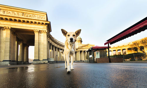 View of dog in city