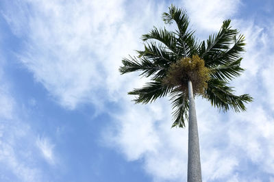 Low angle view of palm tree against blue sky