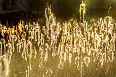 Close-up of wheat growing on field