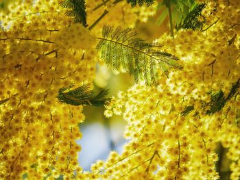 Close-up of yellow flowering plant