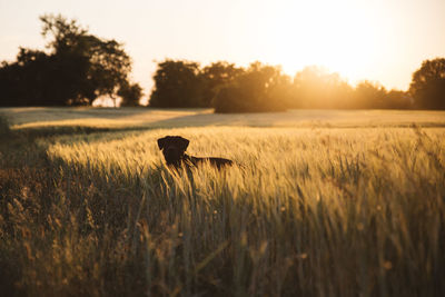 Dog sitting amidst plants on field during sunset