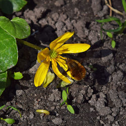 Close-up of insect on yellow flower