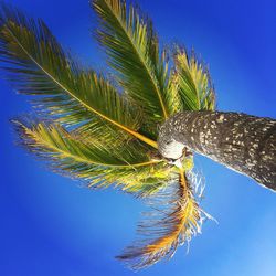 Low angle view of palm tree against clear blue sky