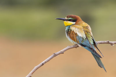An individual european bee eater (merops apiaster) perched on a branch. horizontal shot on an unfocused background.