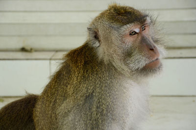 Close-up of monkey