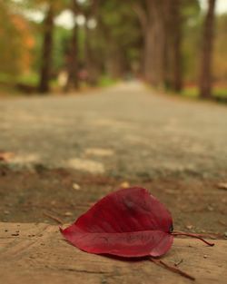 Close-up of autumn leaf on road