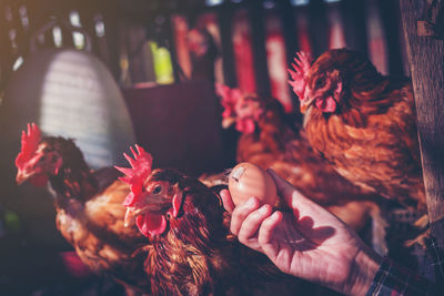 Close-up of hand holding rooster